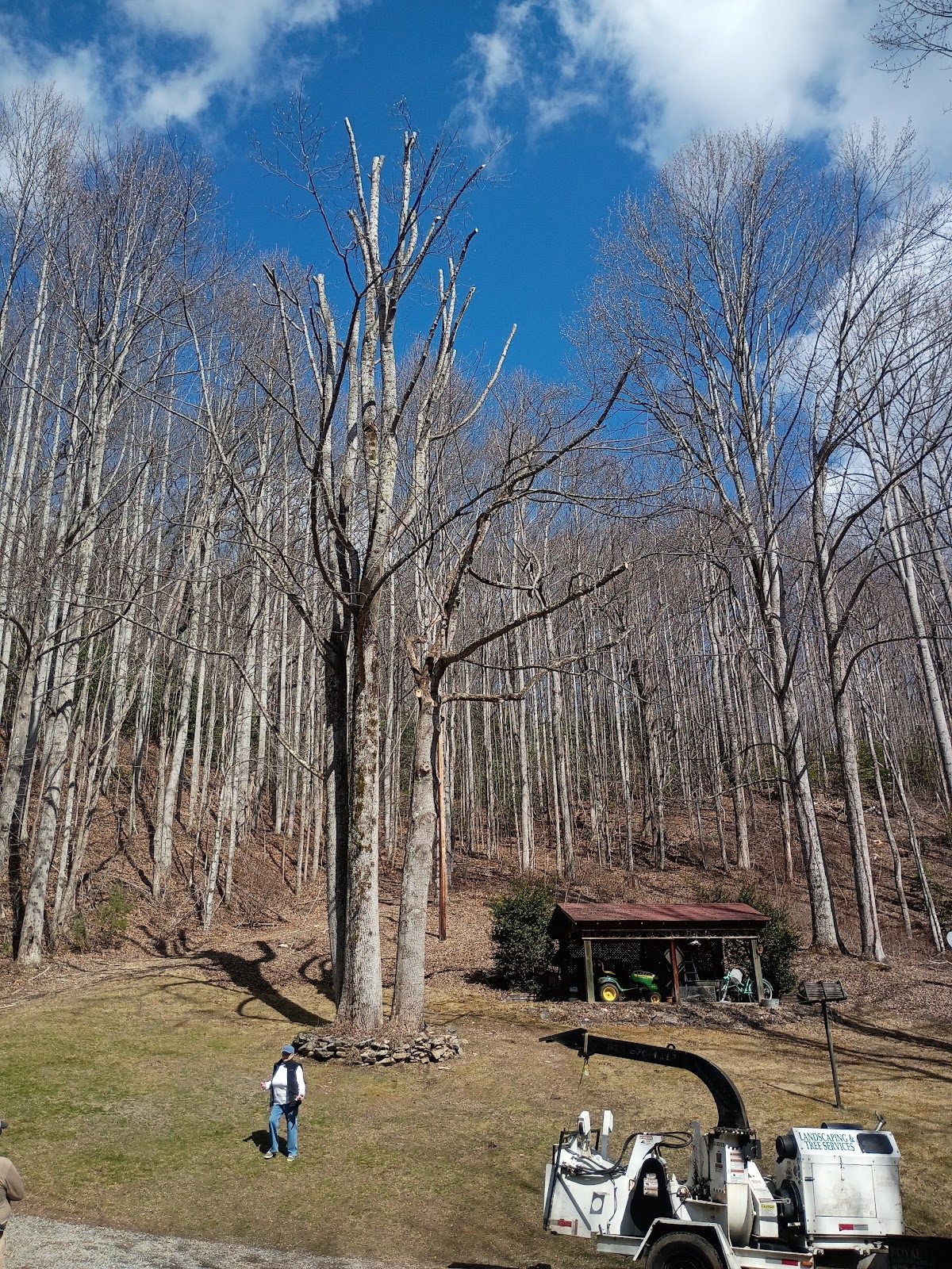 Freeman Tree Care crew working on trees in a wooded yard