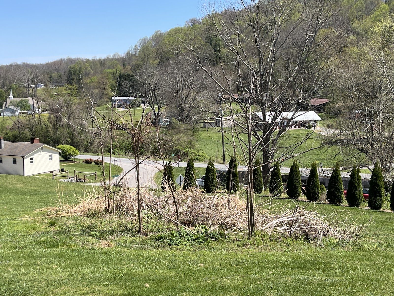Yard with a row of evergreen trees on a hillside